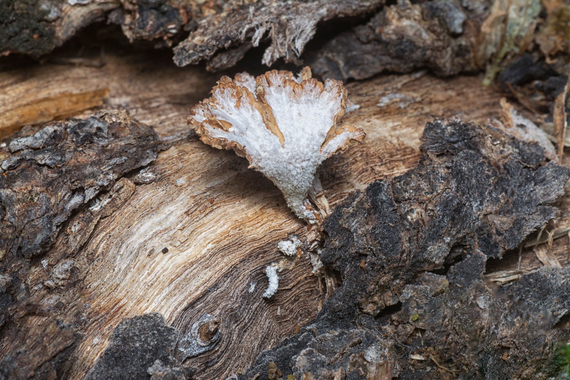 Mérule et bois de chauffage : comprendre le champignon avant de parler traitement — bois avec champignon de mérule